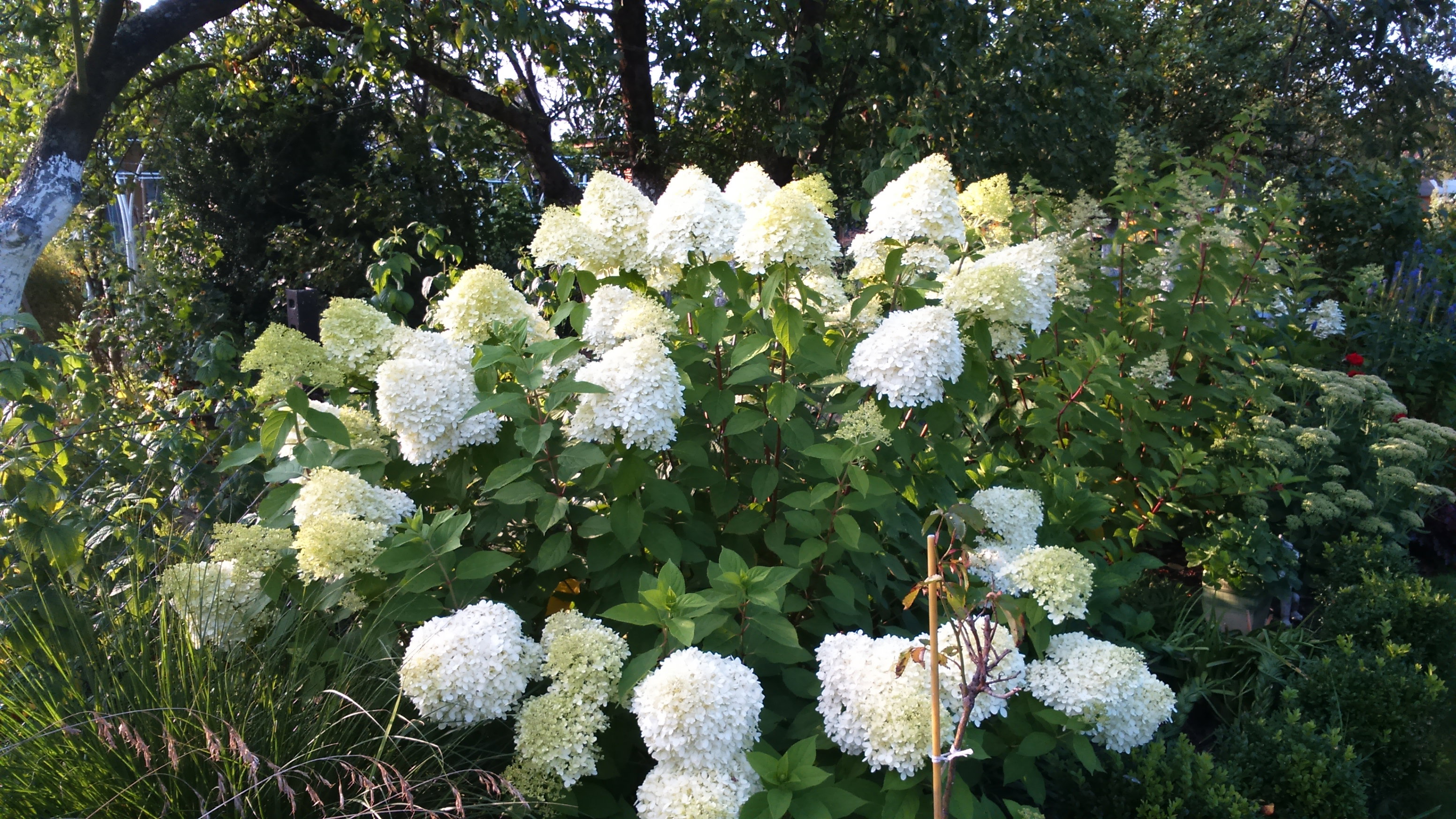 Hortensje to dominujące akcenty w moim ogrodzie