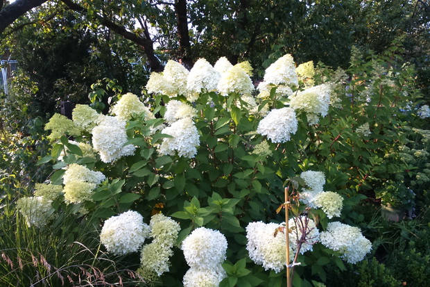 Hortensje to dominujące akcenty w moim ogrodzie