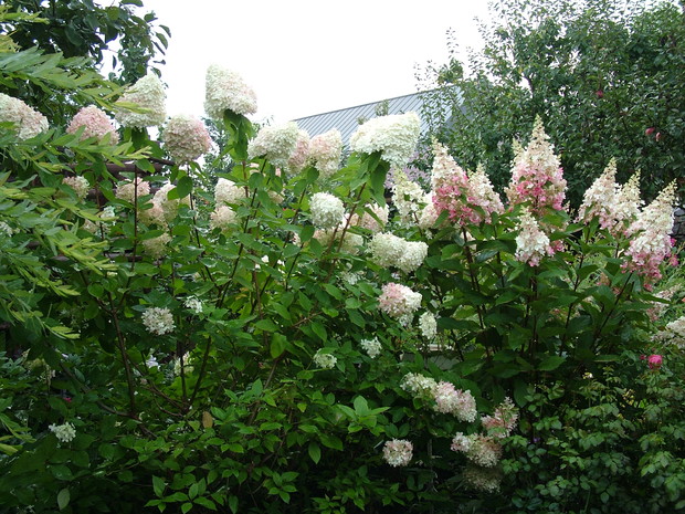 hortensje w pełnej krasie