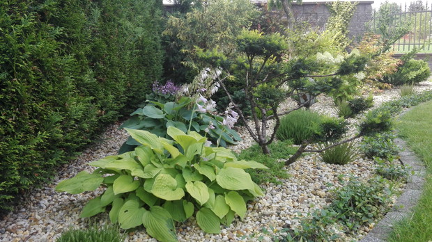 Hosty w towarzystwie cisu formowanego w stylu bonsai.