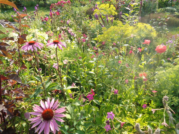 I co komu przeszkadza koper między kwiatami. 