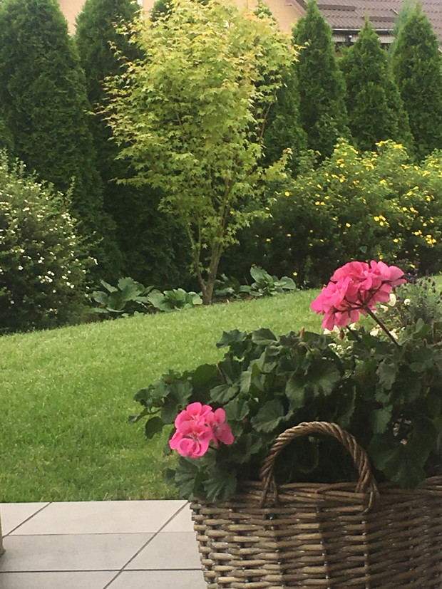 i jeszcze jeden kosz z pelargoniami