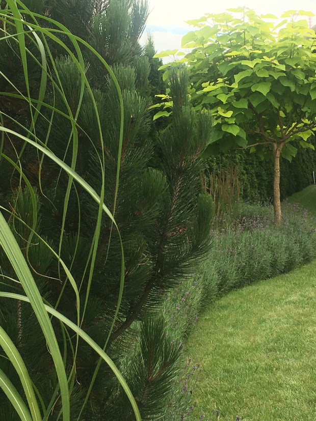 i jeszcze raz lawenda