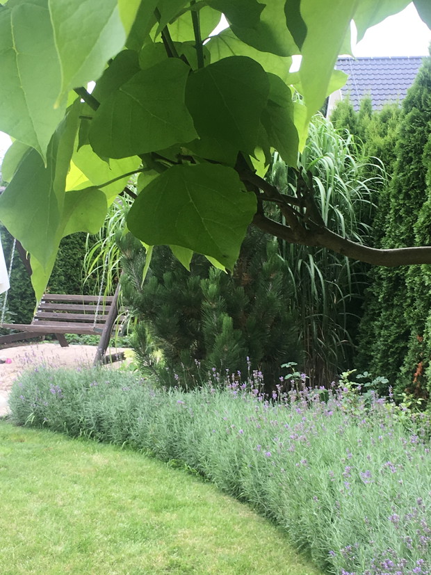 i jeszcze raz lawenda