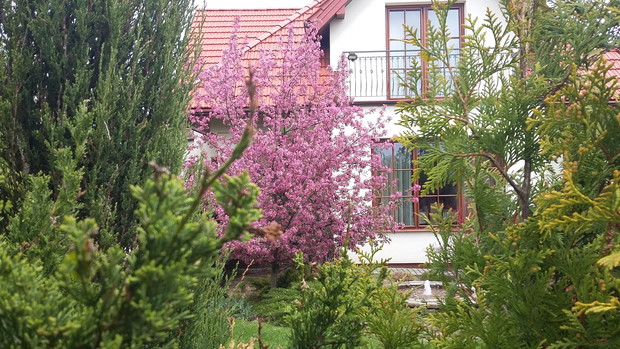 Jabłoń ozdobna „Makowiecki” każdej wiosny wygląda zjawiskowo