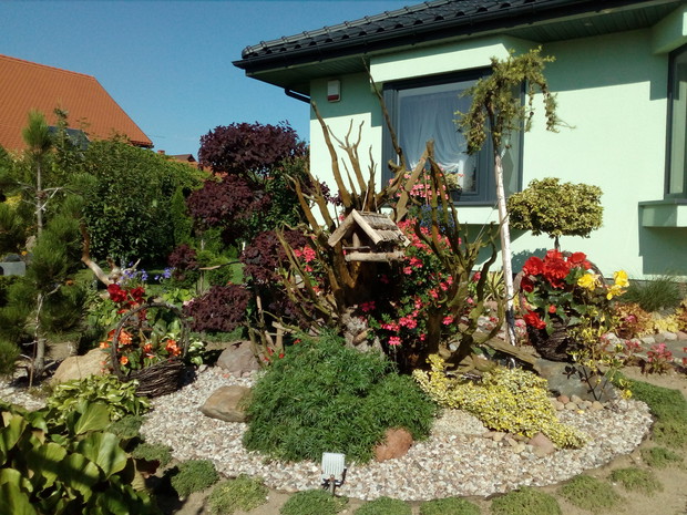 Jedno z głównych założeń przedogródka - rabata z olbrzymim korzeniem jako kwietnikiem