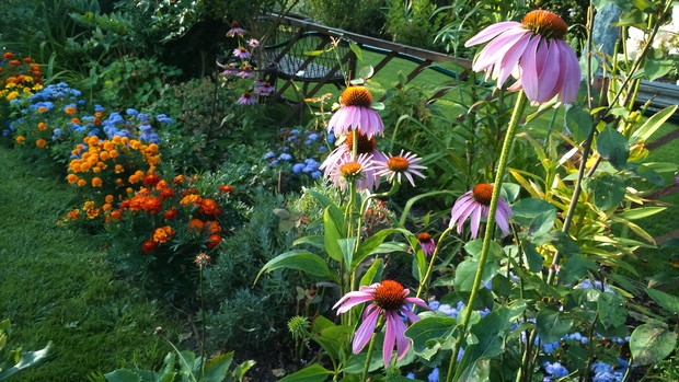 Jednoroczne aksamitki i żeniszki też ładnie wyglądają na rabatce