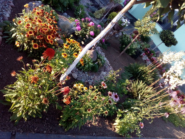 Jednym ze źródeł koloru w ogrodzie są różnorakie kwitnące byliny.