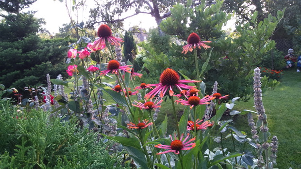 Jeżowki, co roku jest ich coraz to więcej