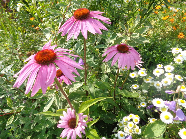 Jeżówki wabią wiele motyli. 