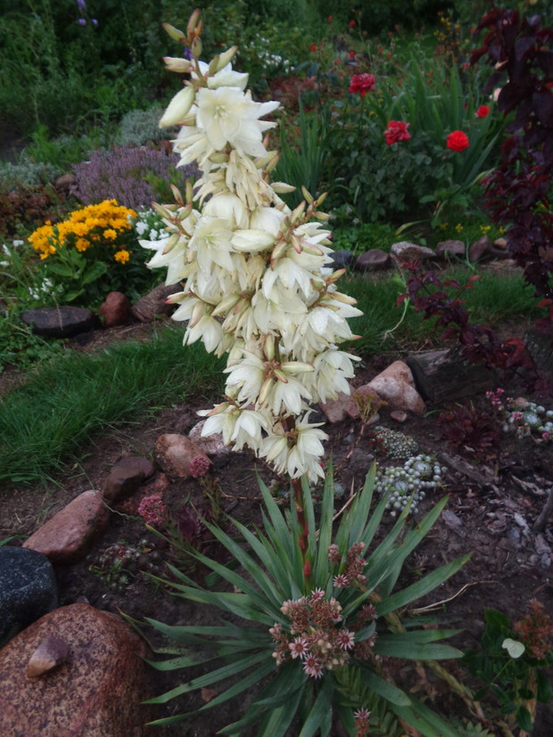 Juka kwitnie niezawodnie od lat. 