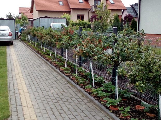 Każde miejsce w ogrodzie musi być wykorzystane... Wzdłuż wjazdu do garażu rosną szczepione formy agrestu i porzeczek, w nogach mają truskawki,. Znalazło się też miejsce dla borówek a sam garaż porastają dookoła maliny i winogrono.
