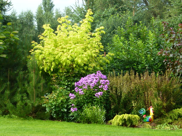 Kępa kwitnących floksów. 