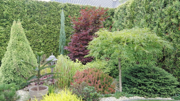 Klony palmowe w otoczeniu świerków,krzewinek,bylin i wrzosów.