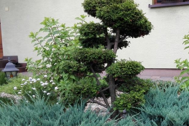 Kolejne z moich dzieł , bonsai formowany z żywotnika