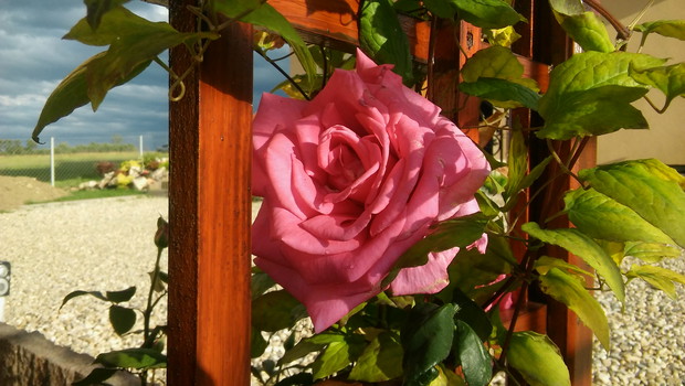 królowa moich róż