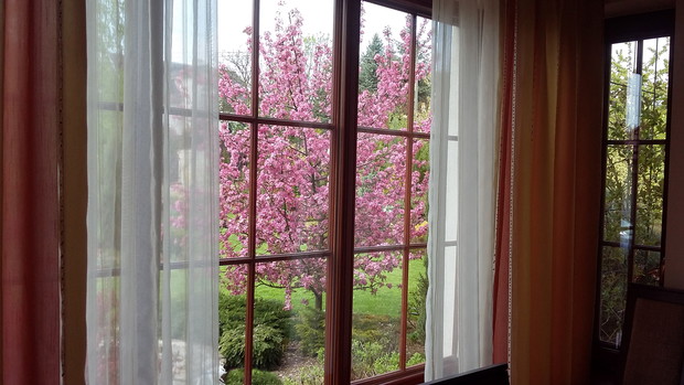 Kwitnąca jabłoń zdobi nie tylko ogród ale również wnętrze domu