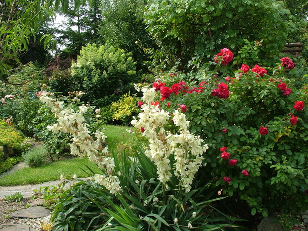 kwitnące jukki, a w oddali zaczynające pokazywać swe piękno hortensje bukietowe