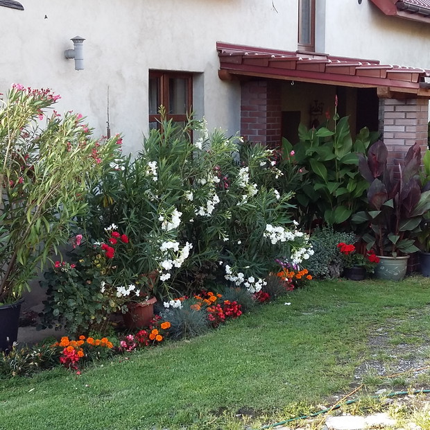 Kwitnące oleandry i kana