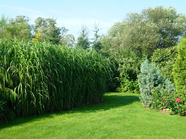 Las trzcin pampasowych.