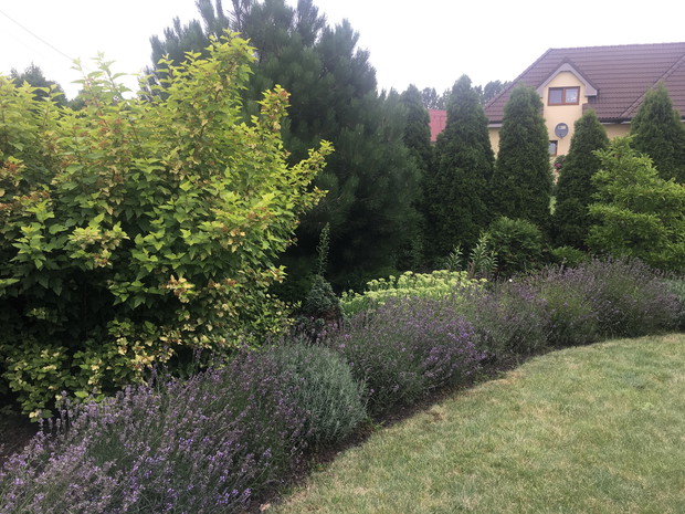 lawenda razem z pęcherznicą oraz sosną czarną