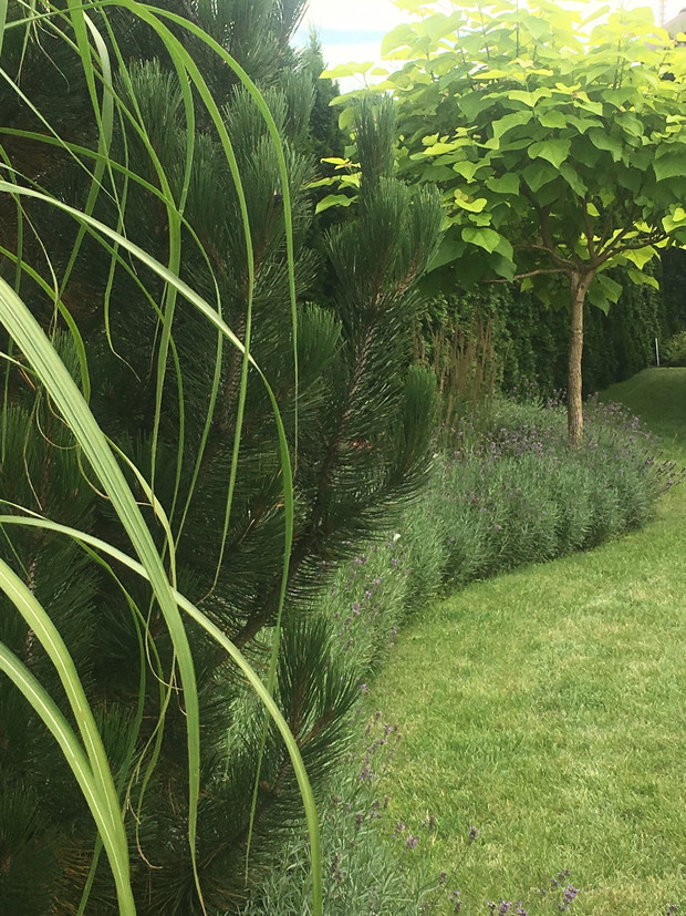 lawenda zastosowana jako obwodka co roku w marcu przycinam ją bardzo krotko