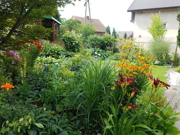 letnia bujność kwiatów