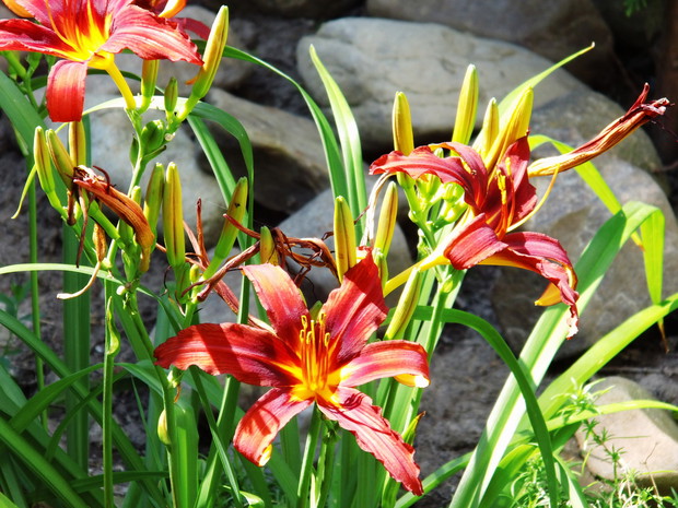Lilie czerwone!