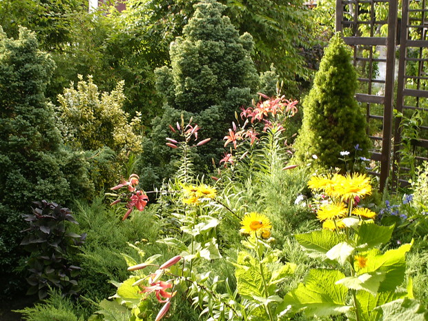 Lilie które rozsiewają się w całym ogrodzie