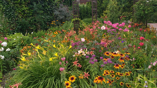 Liliowce, floksy, przysnogłówki i inne ulubione kwiaty