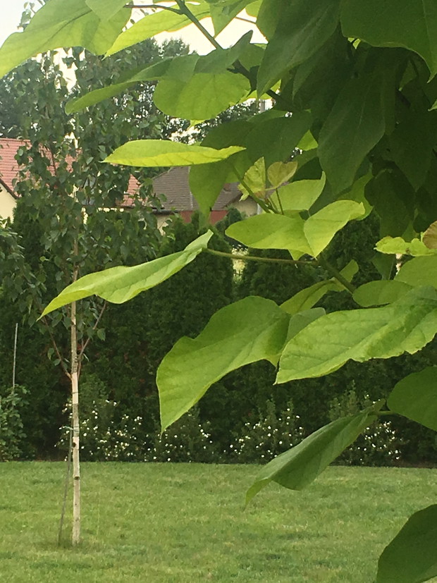 liście surmi co roku ma ponad metrowe przyrosty na przełomie lutego i marca skracam je bardzo krótko