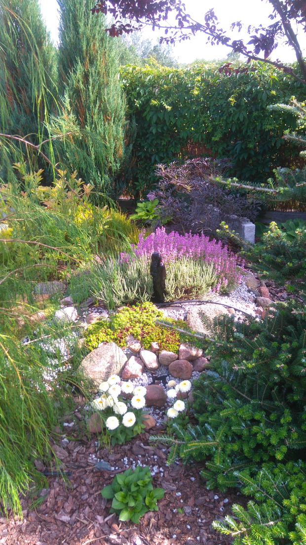 Małe wrzosowisko odwiedził "pielgrzym"