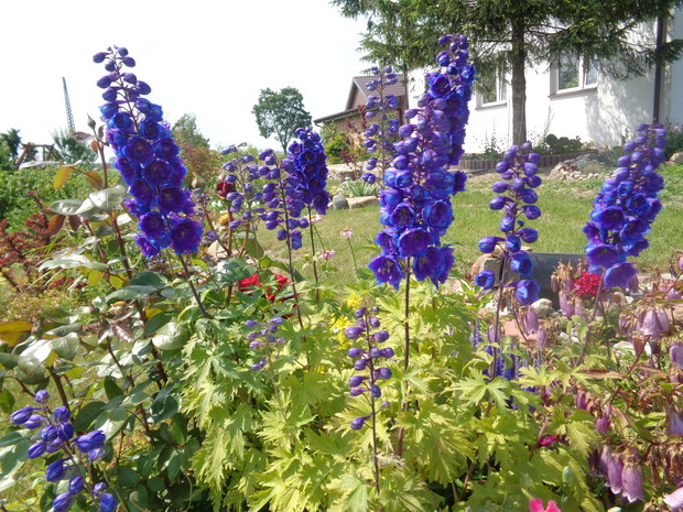 Malownicze ostróżki bajecznie kołyszą się przy podmuchach wiatru.