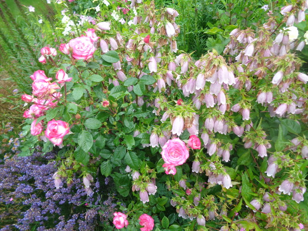 Malowniczy spektakl róż dzwonków i lawendy. 