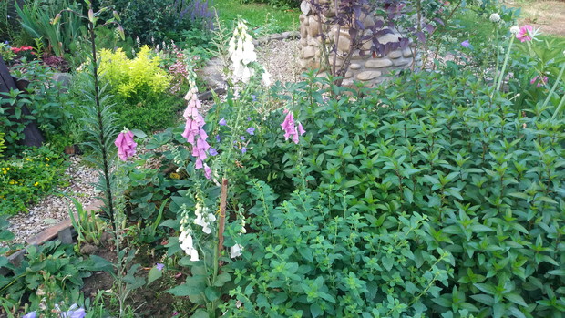 Mięta , melisa , naparstnica