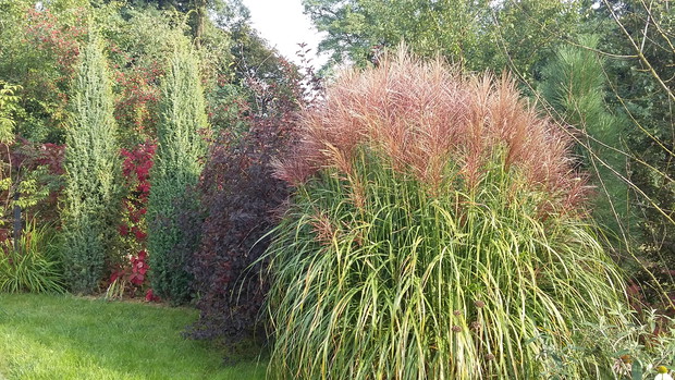 Miskant chiński „Rotsilber” o pięknych czerwonych kwiatostanach tworzy duże efektowne kępy