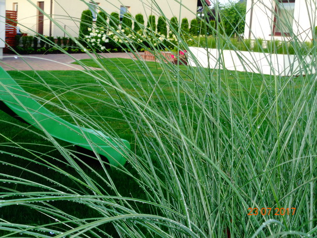 miskant Morning Light