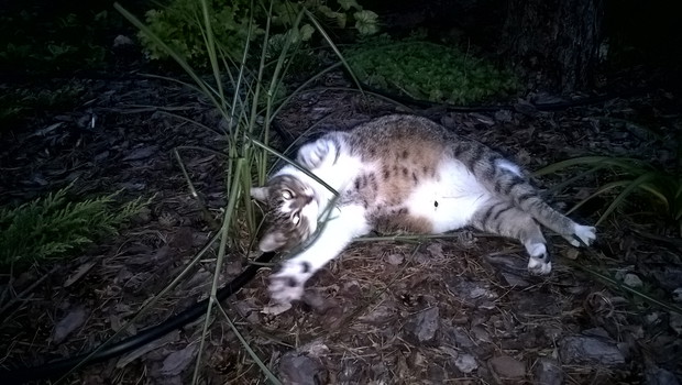 Miskant nie ma szans na wzrost.