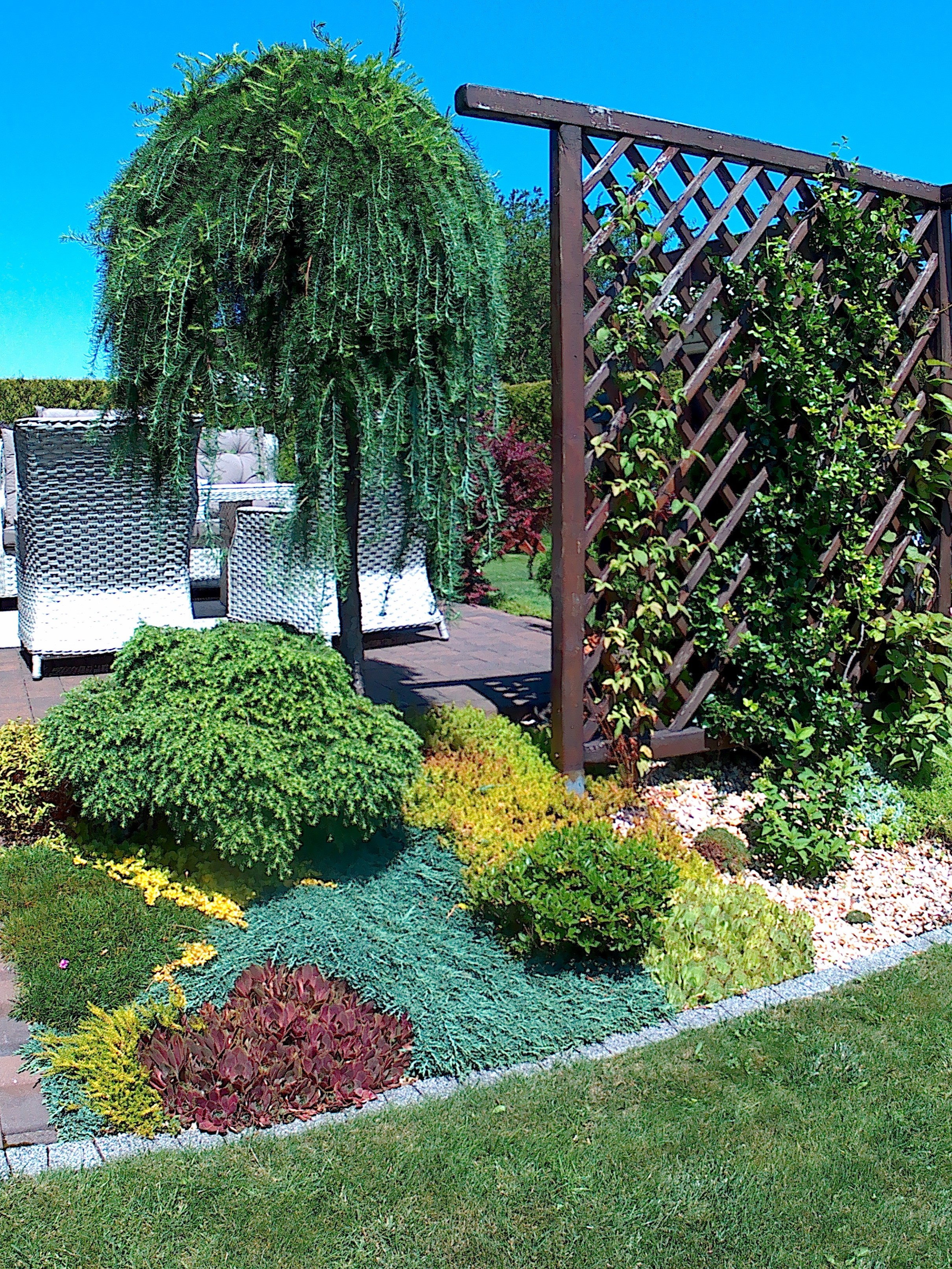 Modrzew szczepiony na pniu zdobi południowa część tarasu.