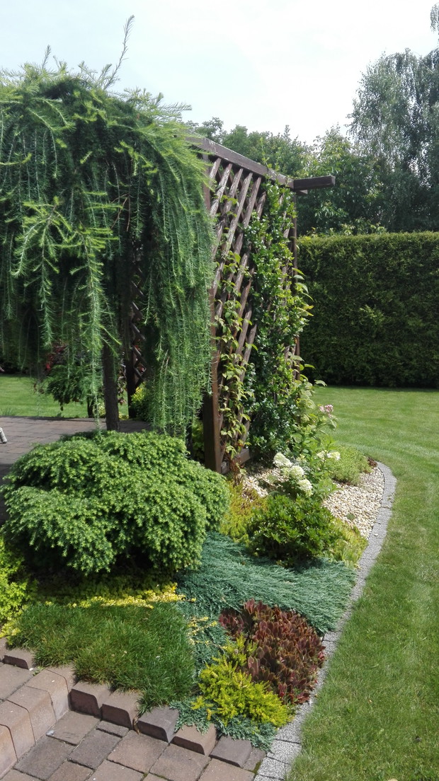 Modrzew szczepiony na pniu zdobi południowa część tarasu.