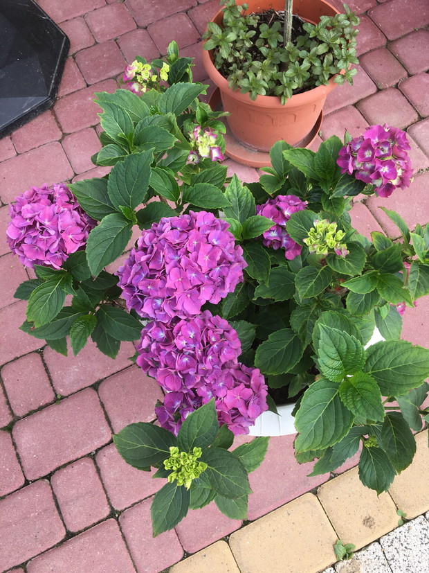 Moja hortensja pod koniec czerwca