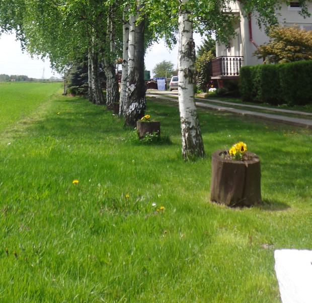 MOJE POLSKIE BIAŁE BRZOZY -STRAŻNICY GRANICY DZIAŁKI, WIOSKI I GMINY