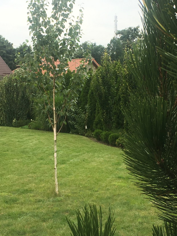 moje ulubiona brzoza pożyteczna jeszcze niewielka 