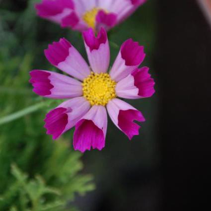 Motylki - kwiaty dzieciństwa