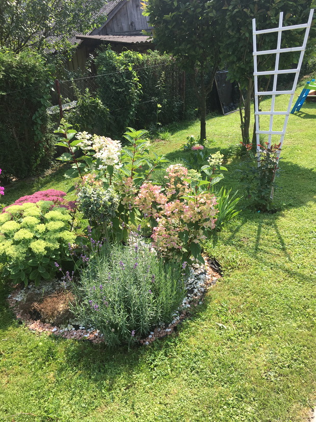 Na bialej drabince czerwona roza pnaca