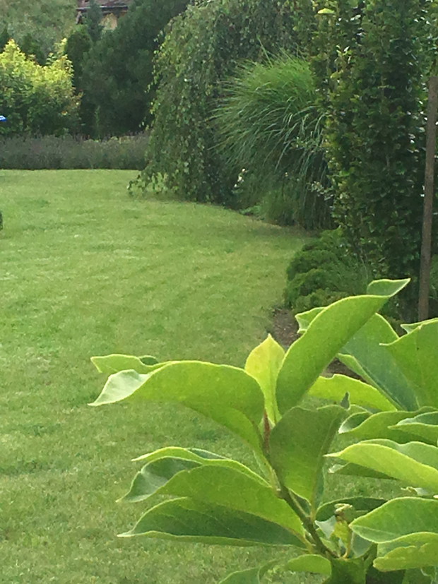 na pierwszym planie liscie magnoli, rośnie już kilka lat natomiast dopiero w tym roku wypuscila ogromne ilości nowych pedow