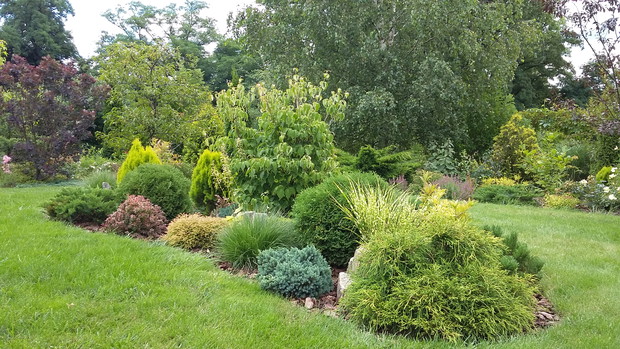 Na rabacie wyspowej karłowe iglaki i trawy – rozplenica „Little Bunny” i miskant „Gold Bar”. W centrum rabaty dereń kousa „Milky Way”