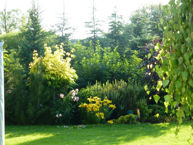 Na tle świerków różnego rodzaju krzewy i kwitnące lilie.