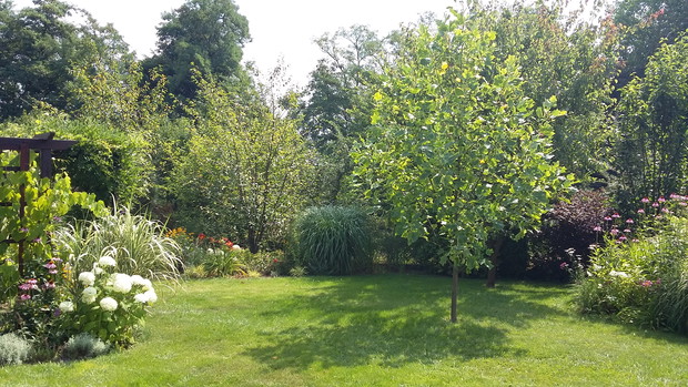 Na trawniku jako soliter tulipanowiec "Aureomarginatum"