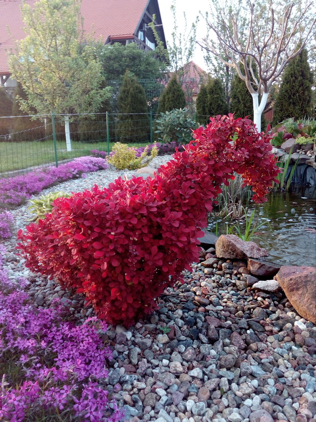 najstarszy łabędź